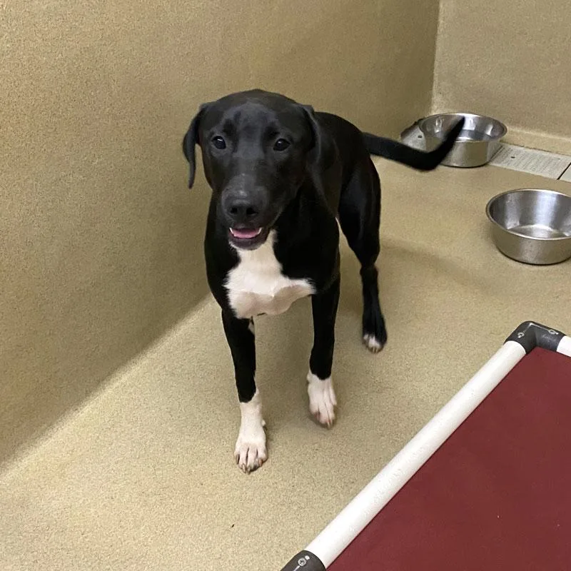 A young medium-sized female Black Labrador Retriever dog named Zuzu for adoption in Monroe, GA