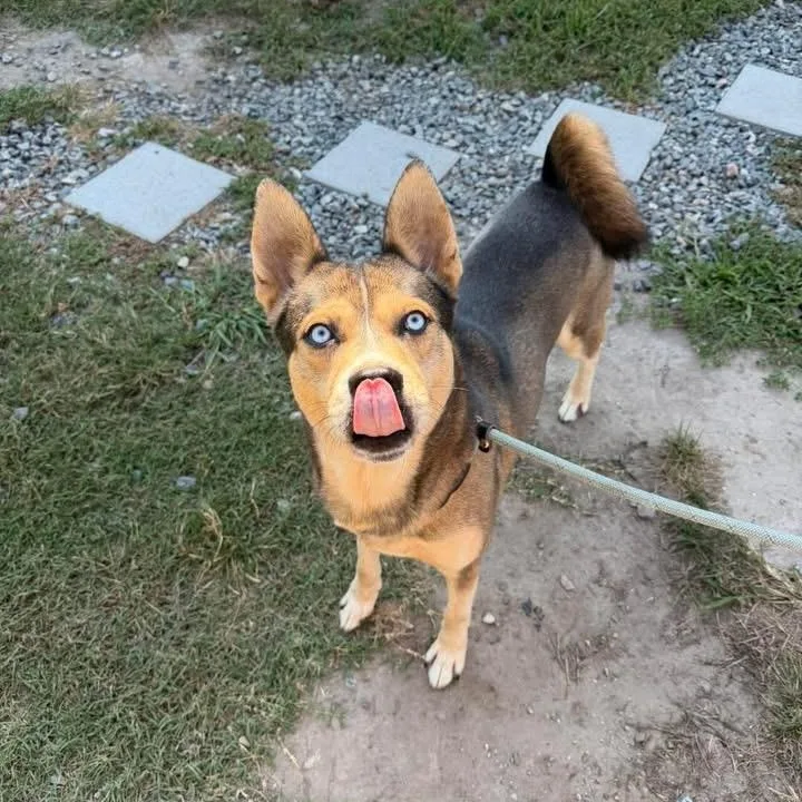 A young medium-sized male Husky dog named Togo for adoption in Gloucester, VA