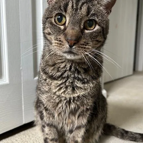 A senior medium-sized female Tabby (Brown / Chocolate) Tabby cat named Betty for adoption in Cedars, PA
