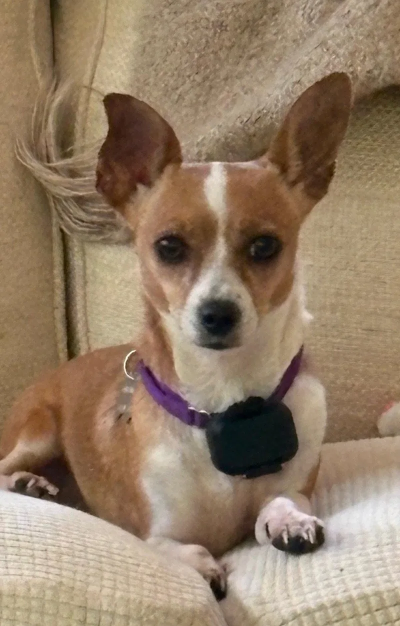 An adult small-sized female Chihuahua dog named Dolly Chi for adoption in Holly Springs, NC