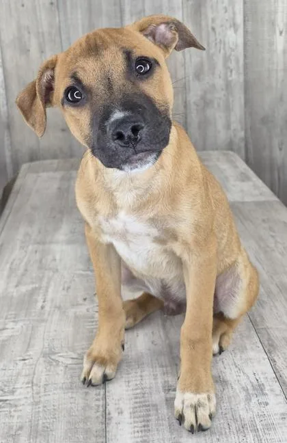 An adult small-sized male Mixed Breed dog named Woody for adoption in Shreveport, LA
