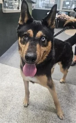 An adult medium-sized male German Shepherd Dog dog named Oso for adoption in Los Angeles, CA