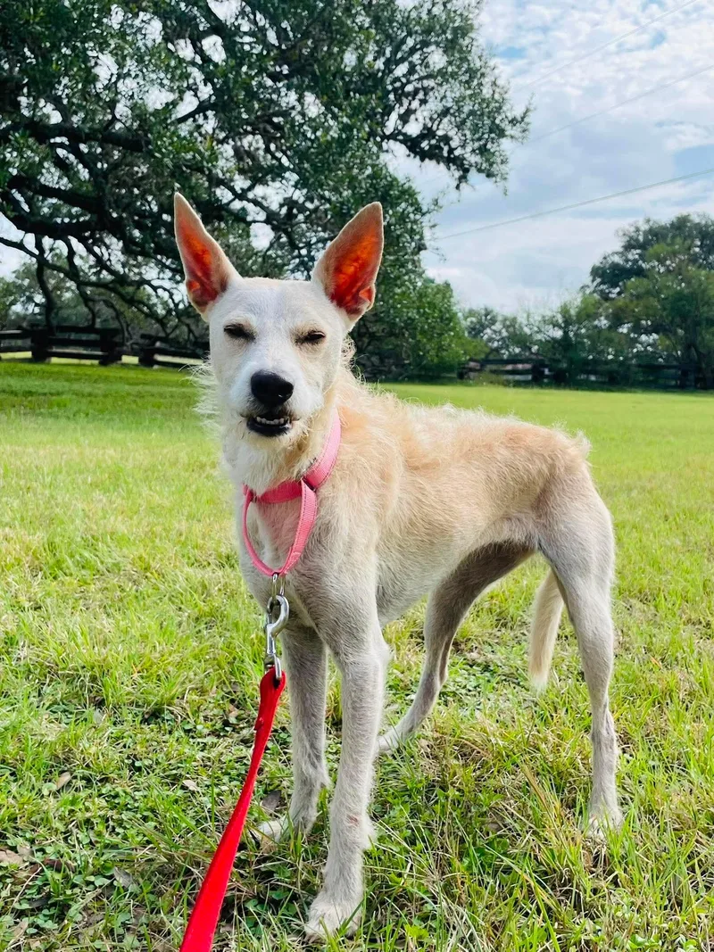 An adult small-sized female Wirehaired Terrier dog named Zoey for adoption in Boerne, TX