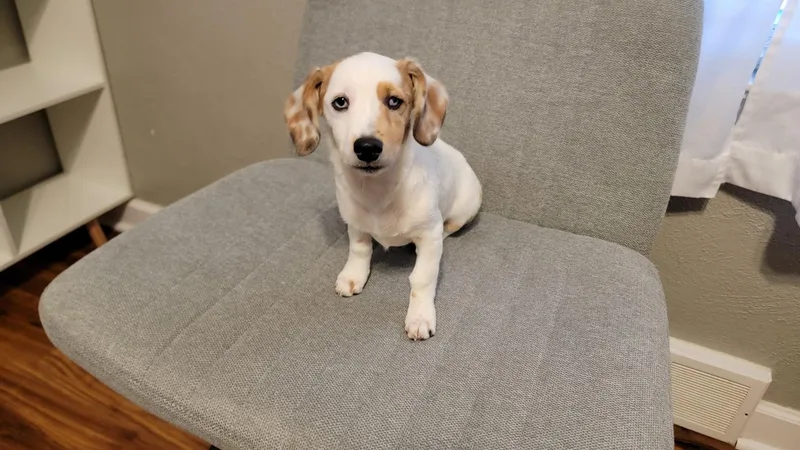 A baby small-sized female Dachshund dog named Ethel for adoption in Coatesville, PA