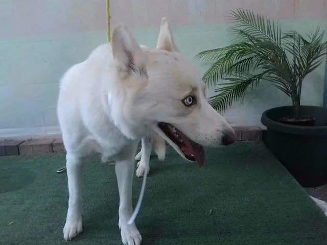 An adult medium-sized male Siberian Husky dog named Snow for adoption in Baldwin Park, CA