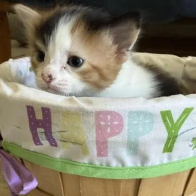 A baby medium-sized female Calico cat named Tilly for adoption in Woodland Hills, CA