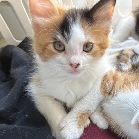 Tilly thumbnail 2