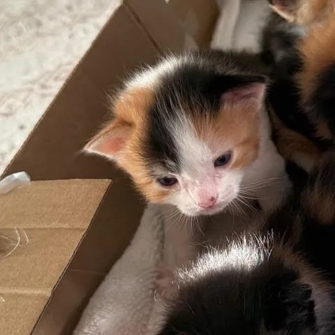 Tilly thumbnail 3