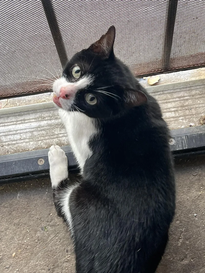 An adult medium-sized female Black & White / Tuxedo Domestic Short Hair cat named Dame Samwise for adoption in Philadelphia, PA