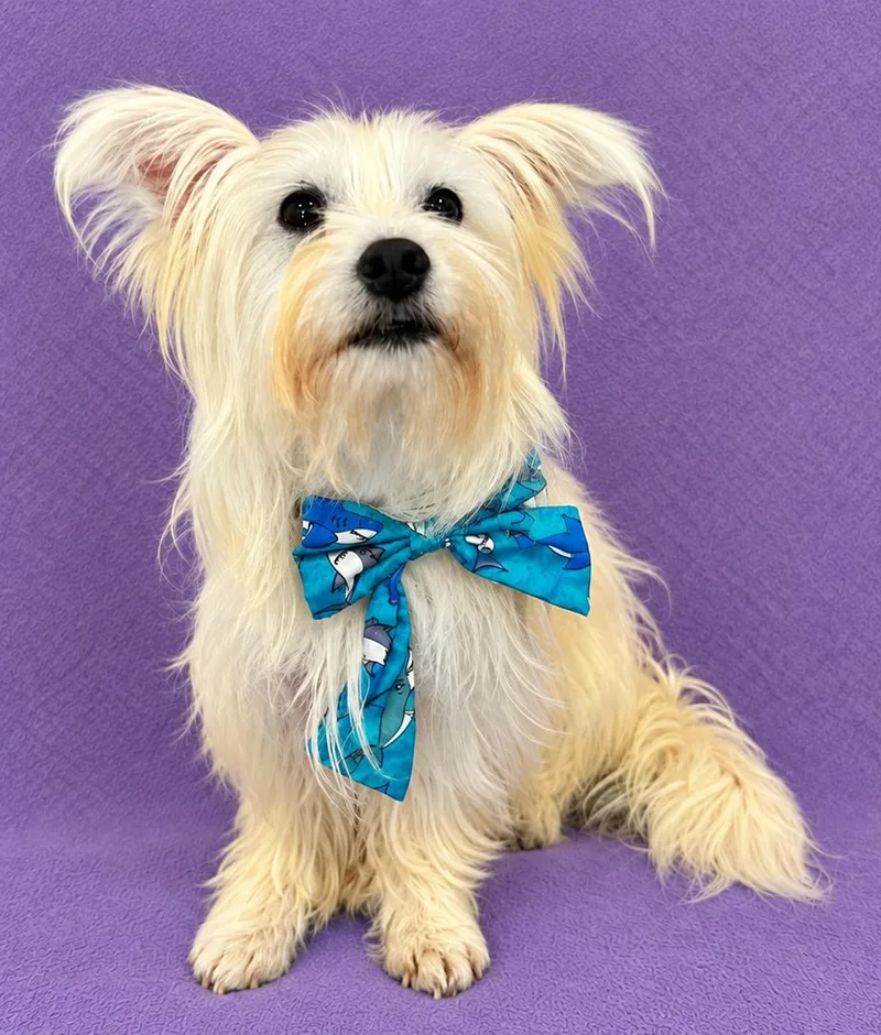 A young small-sized male Maltese dog named Milo for adoption in Lodi, CA