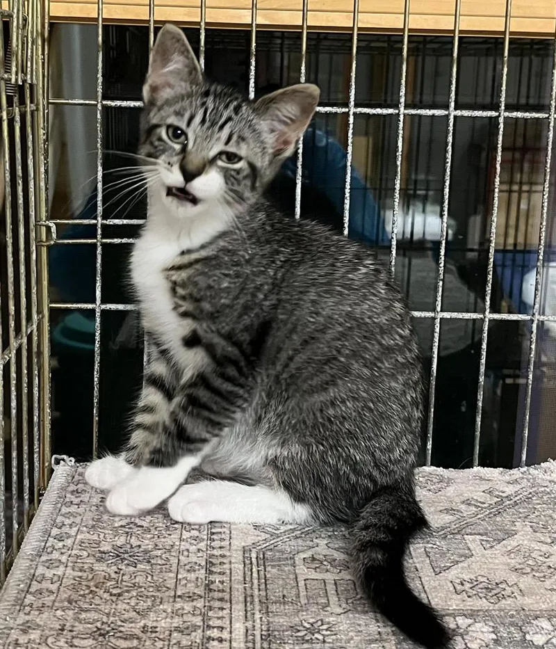 A baby small-sized female Brown / Chocolate Domestic Short Hair cat named Blizzard for adoption in Southbury, CT