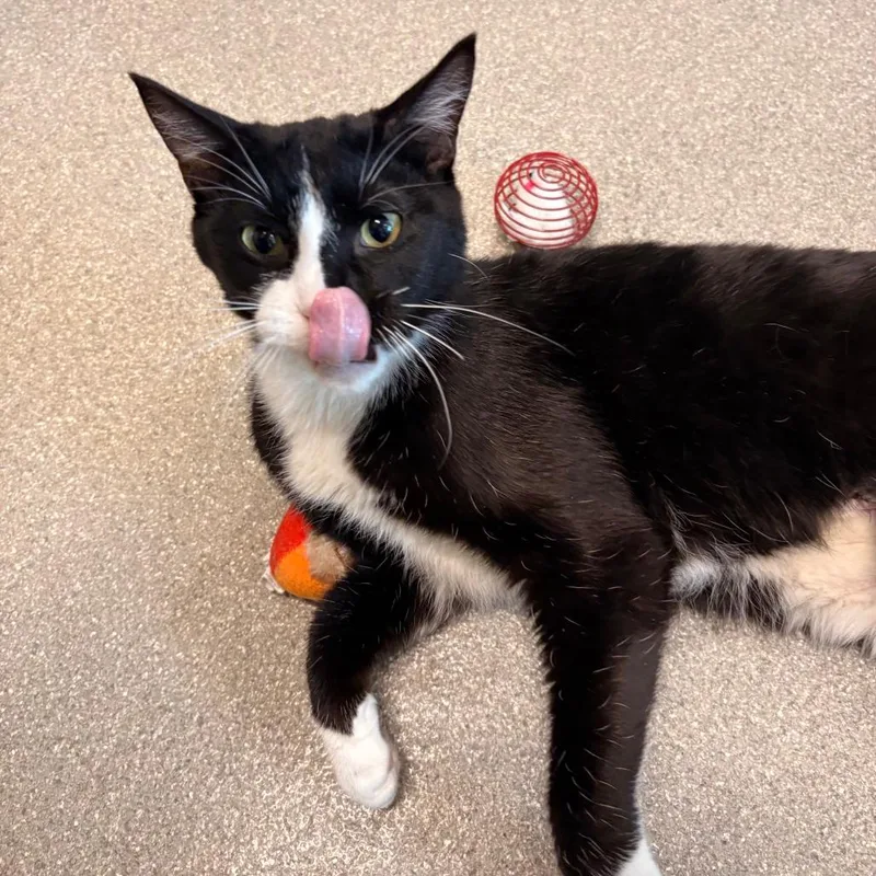 An adult large-sized male Black Domestic Short Hair cat named Teddy for adoption in Hailey, ID