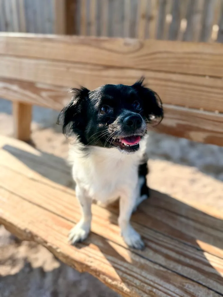 An adult small-sized male Mixed Breed dog named Sprout for adoption in Muskegon, MI