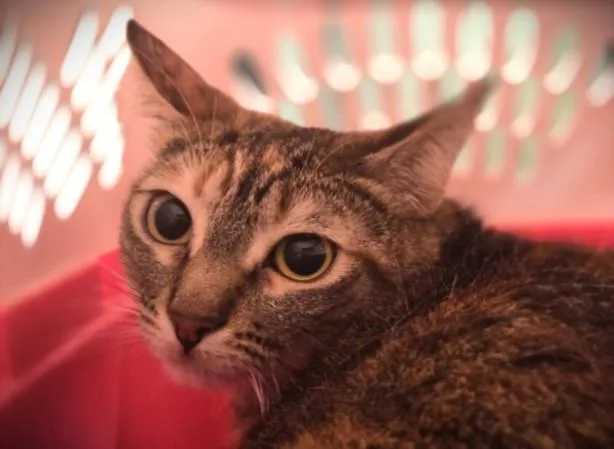 A young large-sized female Domestic Short Hair cat named Misty for adoption in Los Angeles, CA