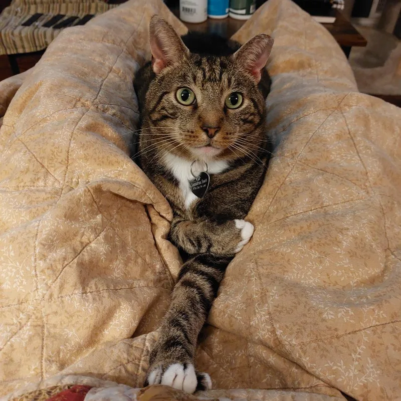 An adult small-sized male Brown / Chocolate Domestic Short Hair cat named Sassafras Swirl for adoption in Oakton, VA