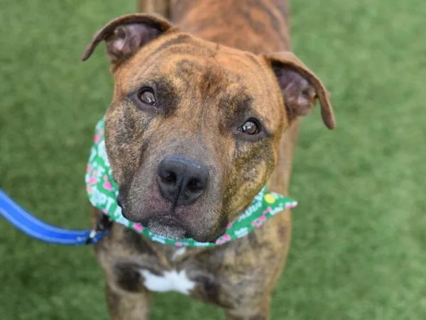 An adult large-sized male Mixed Breed dog named Mylo for adoption in Ridgewood, NY