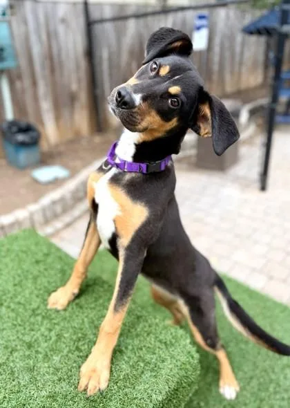 A young medium-sized female Coonhound dog named Kat for adoption in Washington, DC