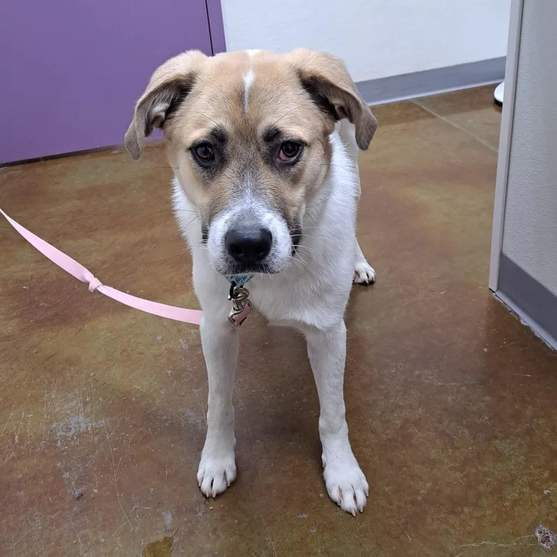 A young medium-sized male Great Pyrenees dog named Ashton for adoption in Albuquerque, NM