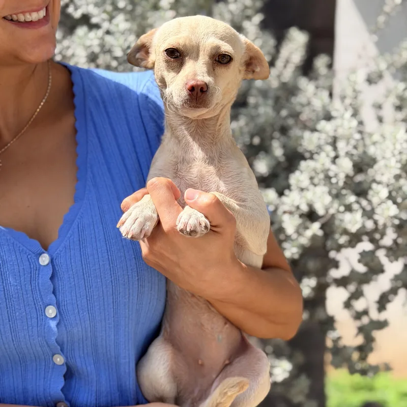 A young small-sized female Apricot / Beige Chihuahua dog named Ambar for adoption in Manvel, TX