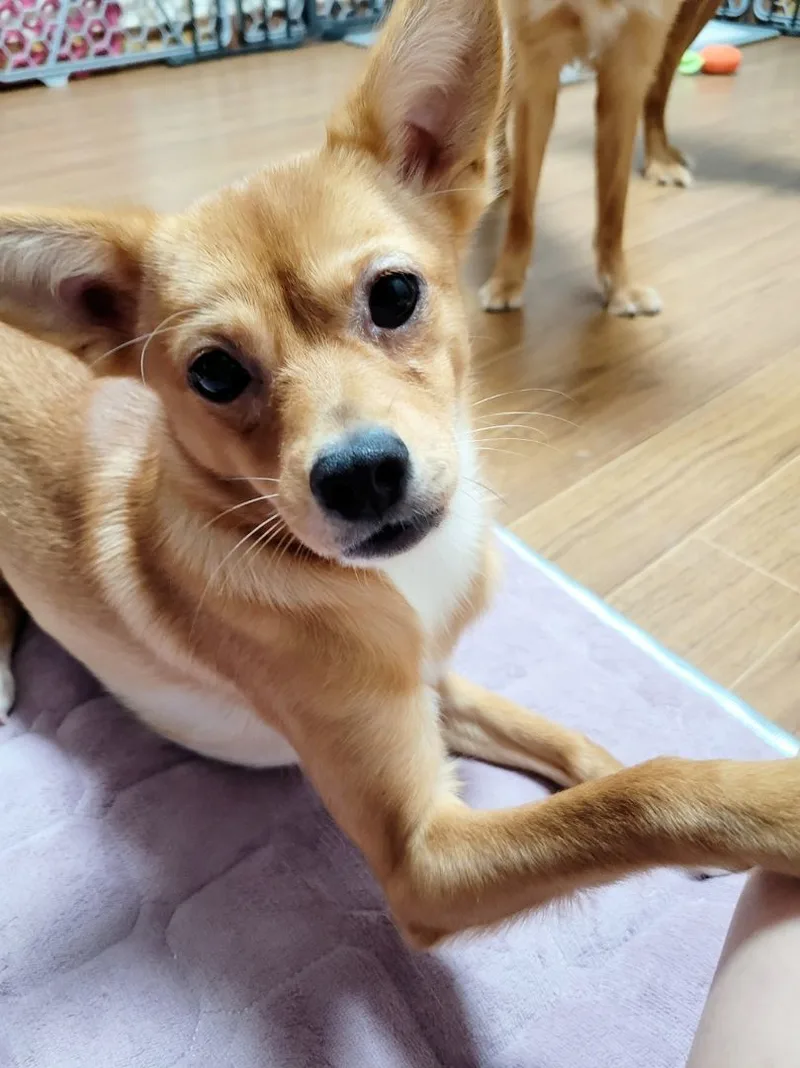 A young small-sized female Brown / Chocolate Papillon dog named Soboro' for adoption in Springfield, VA