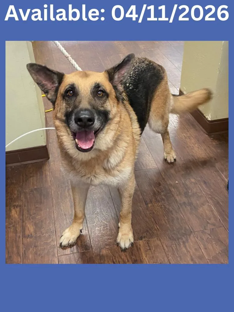 A senior large-sized male German Shepherd Dog dog named Dog Kennel  Remington for adoption in Greenville, TX