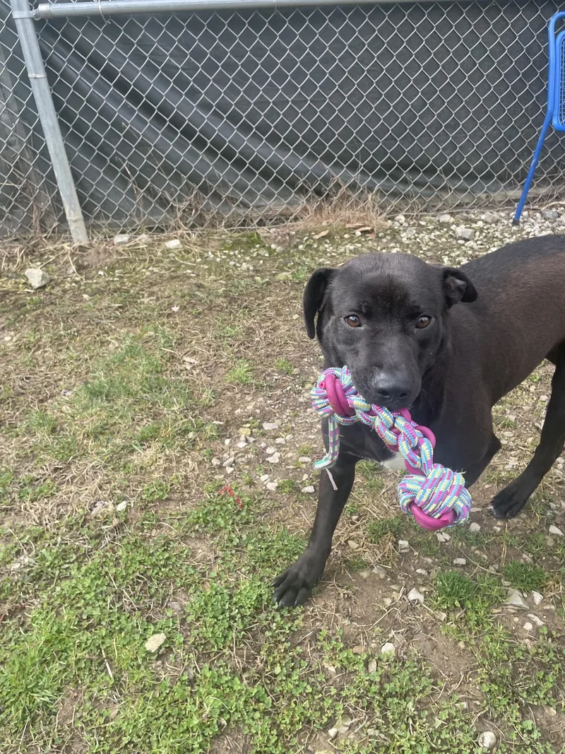 A young medium-sized male Mixed Breed dog named Bruno for adoption in Point Pleasant, WV