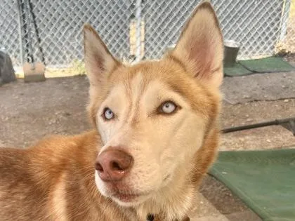 An adult large-sized male Red / Chestnut / Orange Mixed Breed dog named Nickel for adoption in Georgetown, TX