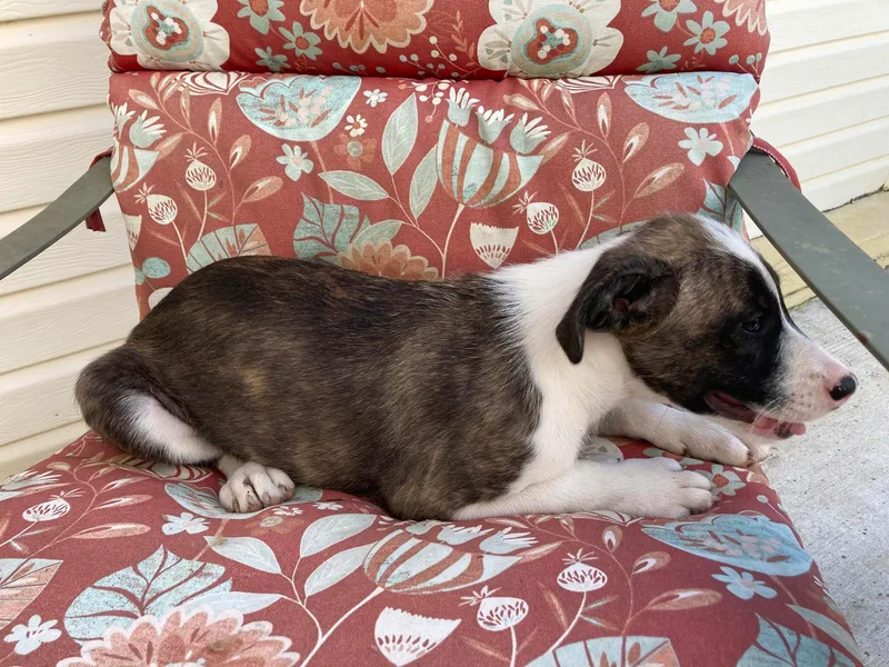Archie