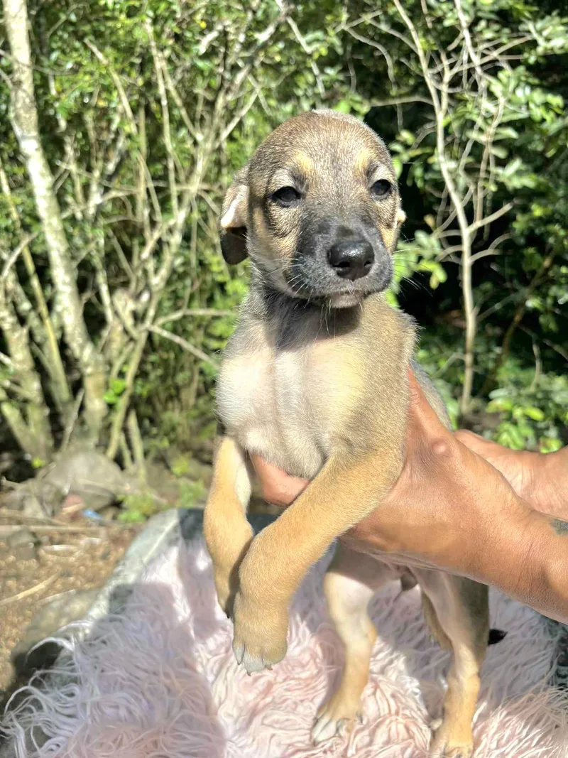 Sweetie "born To Love thumbnail 3