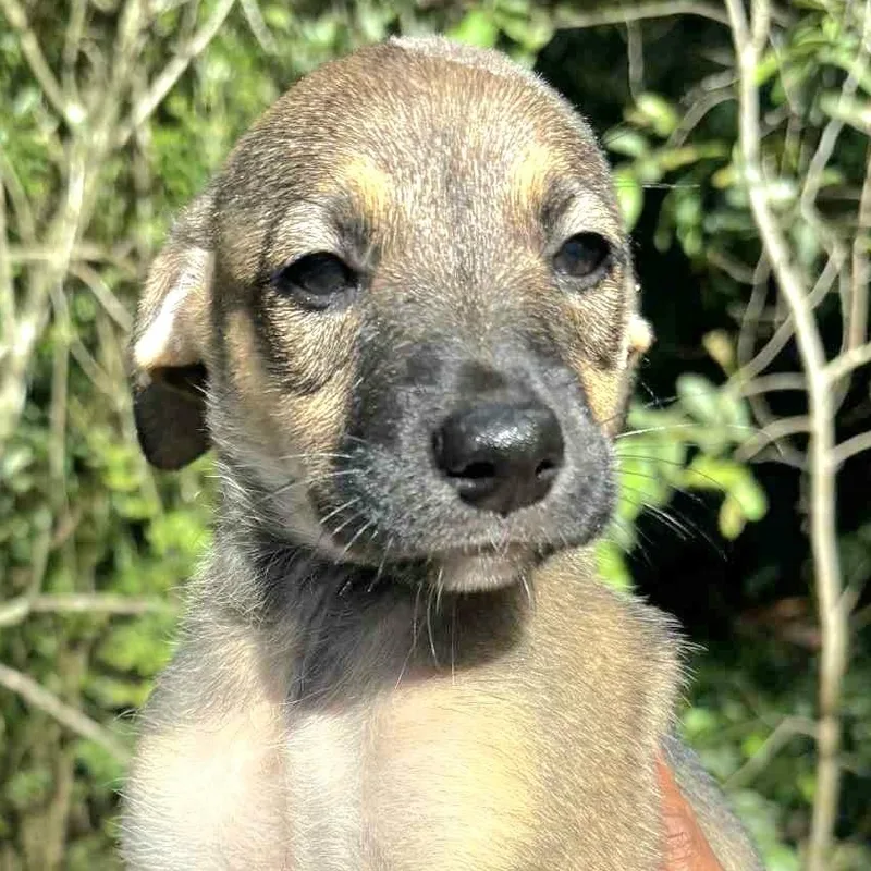 Sweetie "born To Love