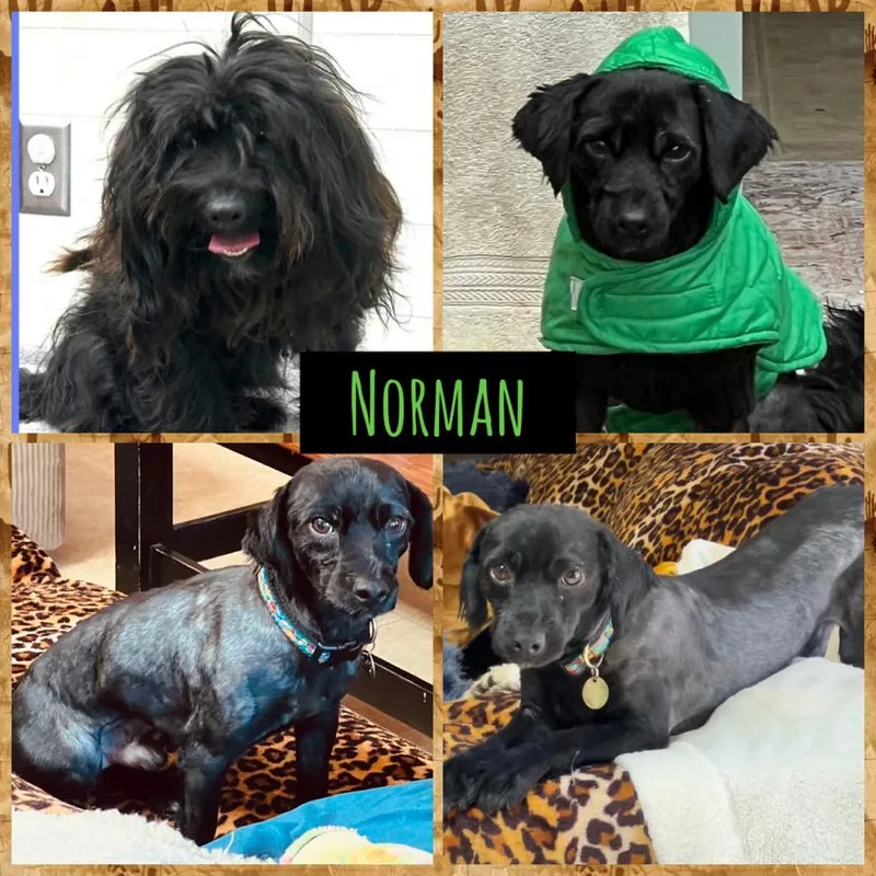Norman thumbnail 3