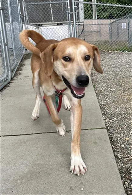 An adult large-sized male Golden Retriever dog named Ozzie for adoption in Lincolnton, NC