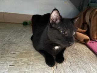 An adult medium-sized male Domestic Short Hair cat named Bashful for adoption in Rochester, WA