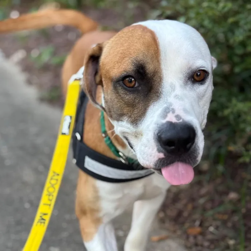 An adult large-sized male Yellow / Tan / Blond / Fawn Pit Bull Terrier dog named French Fries for adoption in Greensboro, NC