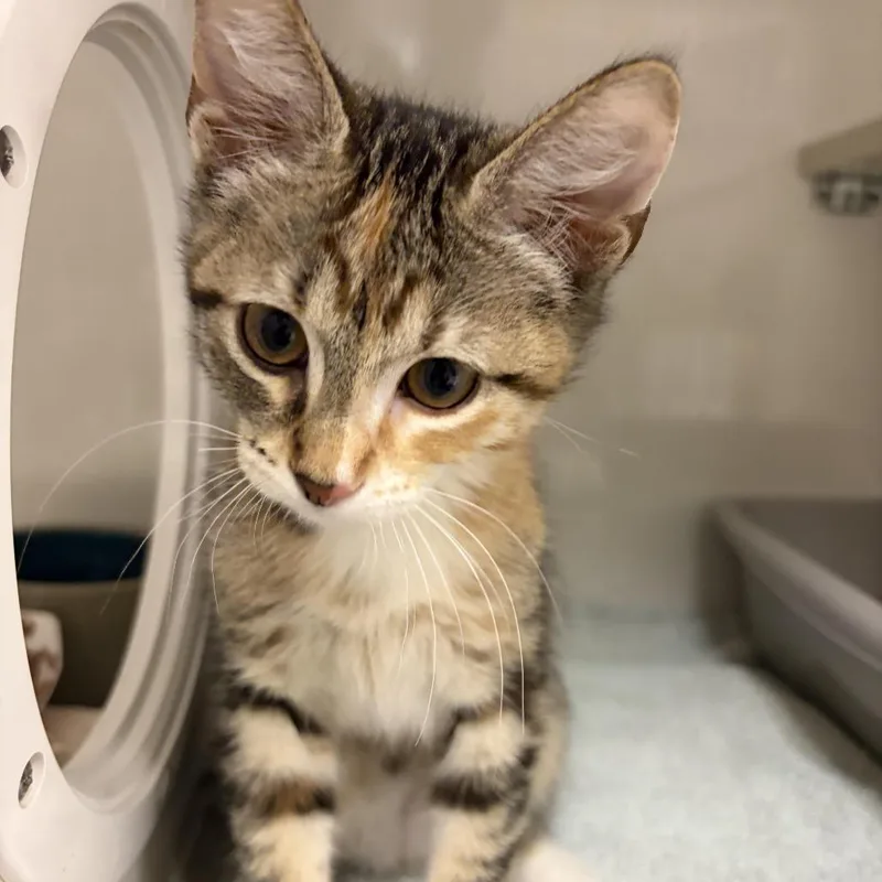 A baby small-sized female Calico Domestic Short Hair cat named Caramel for adoption in Redwood City, CA