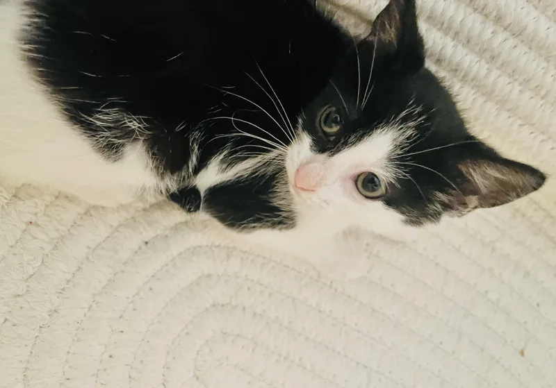 A baby medium-sized female American Shorthair cat named Callisto for adoption in Arlington, TX