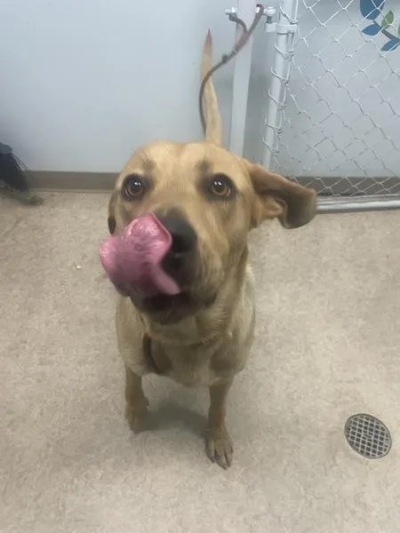 A young large-sized male Labrador Retriever dog named Philip for adoption in Novato, CA