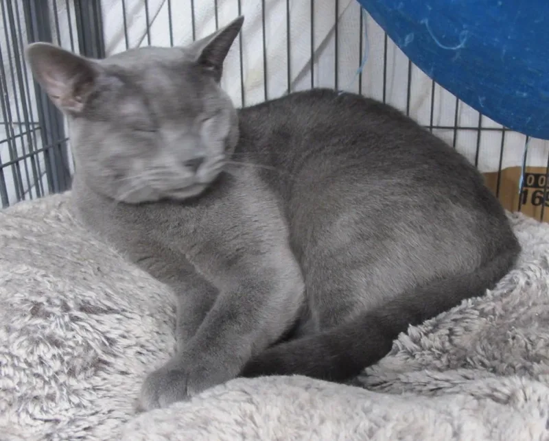 An adult medium-sized male Gray / Blue / Silver Domestic Short Hair cat named Sammie for adoption in Richmond, VA
