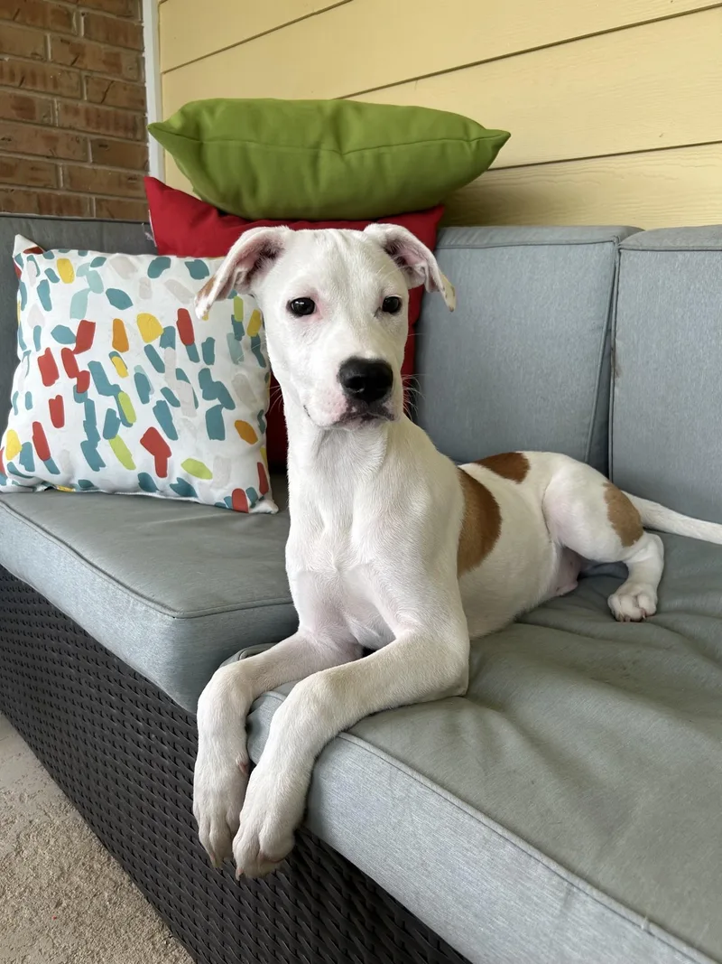 A young medium-sized male American Staffordshire Terrier dog named Pickles Is The Perfect for adoption in Luling, TX