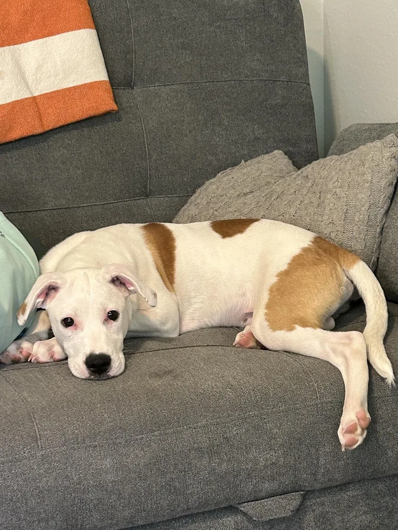 Pickles Is The Perfect thumbnail 5