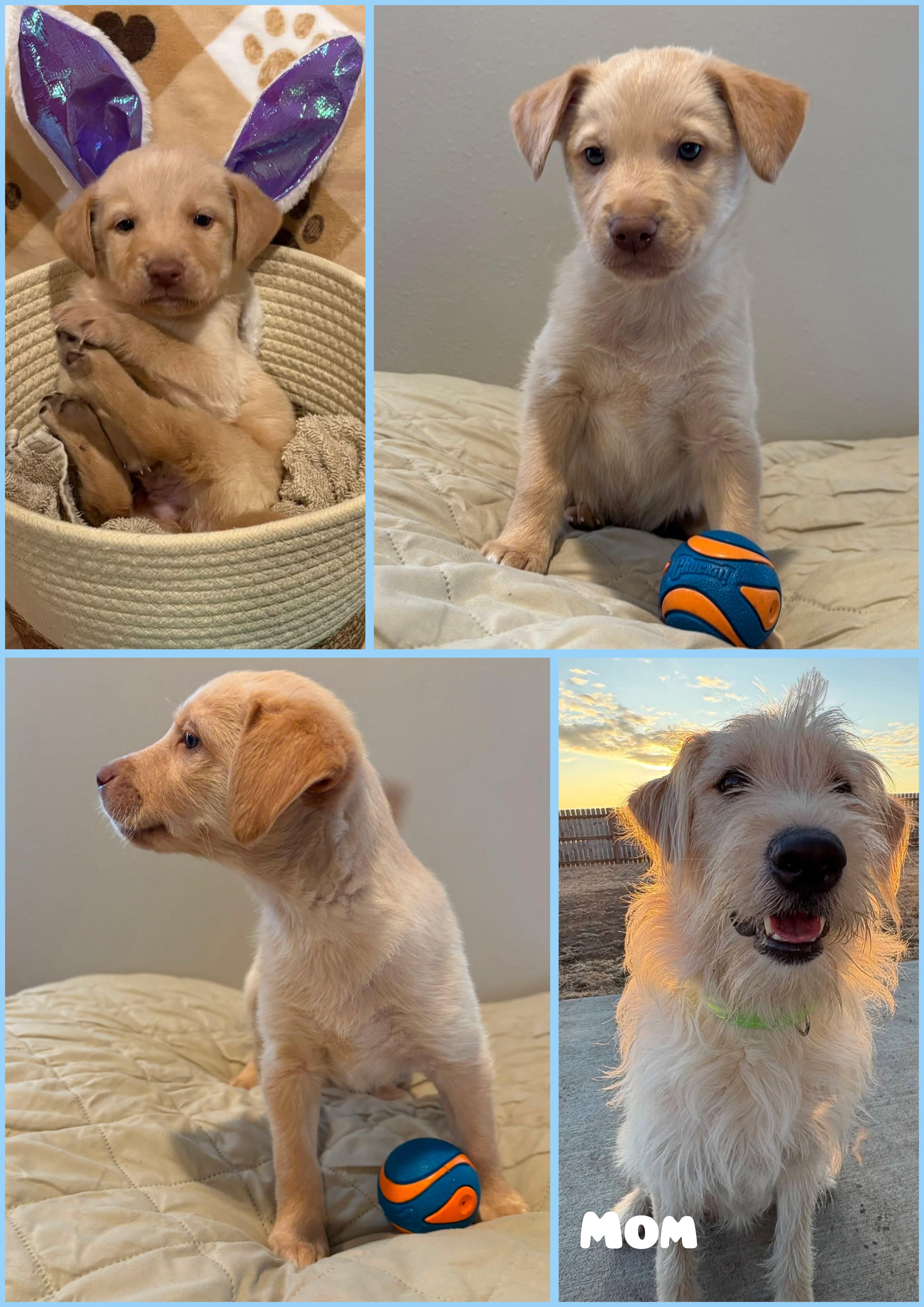 A baby medium-sized male Yellow / Tan / Blond / Fawn Goldendoodle dog named Clover for adoption in Wedgefield, SC