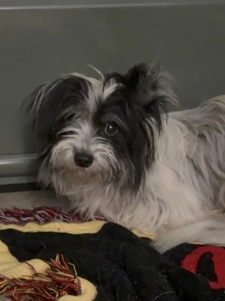 A young small-sized female Tricolor (Brown, Black, & White) Terrier dog named Becky for adoption in Manhattan, NY