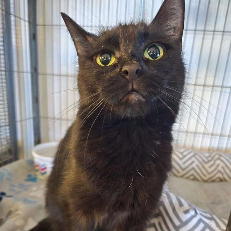 An adult medium-sized female Black Domestic Short Hair cat named Saucey for adoption in Hanna City, IL