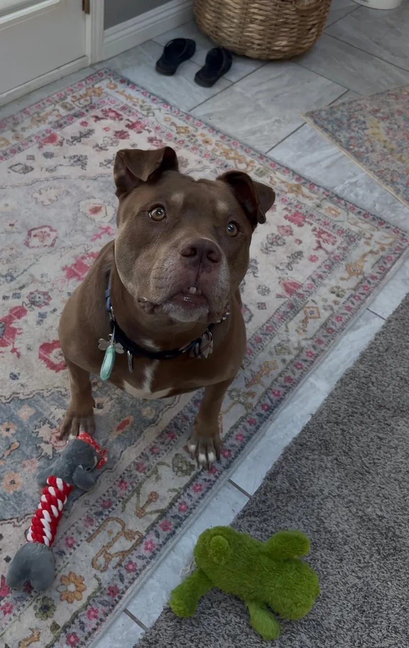 Mr. Wags thumbnail 2