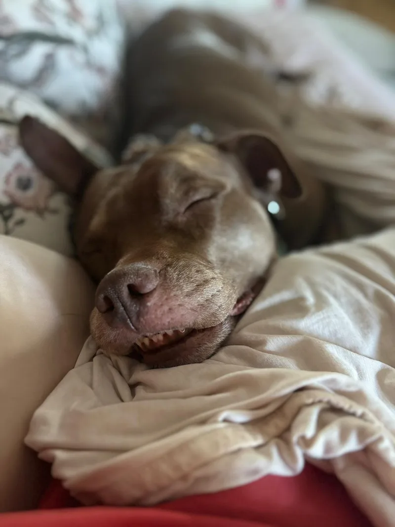 Mr. Wags thumbnail 3