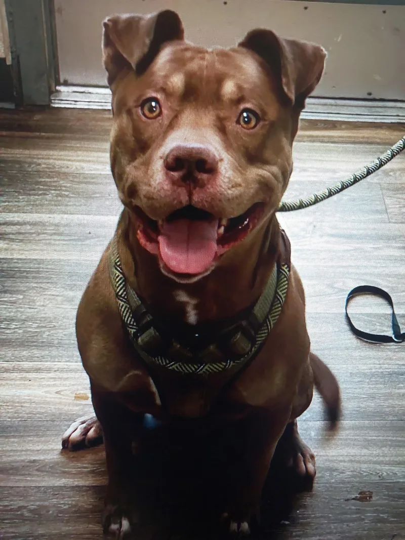 Mr. Wags thumbnail 4