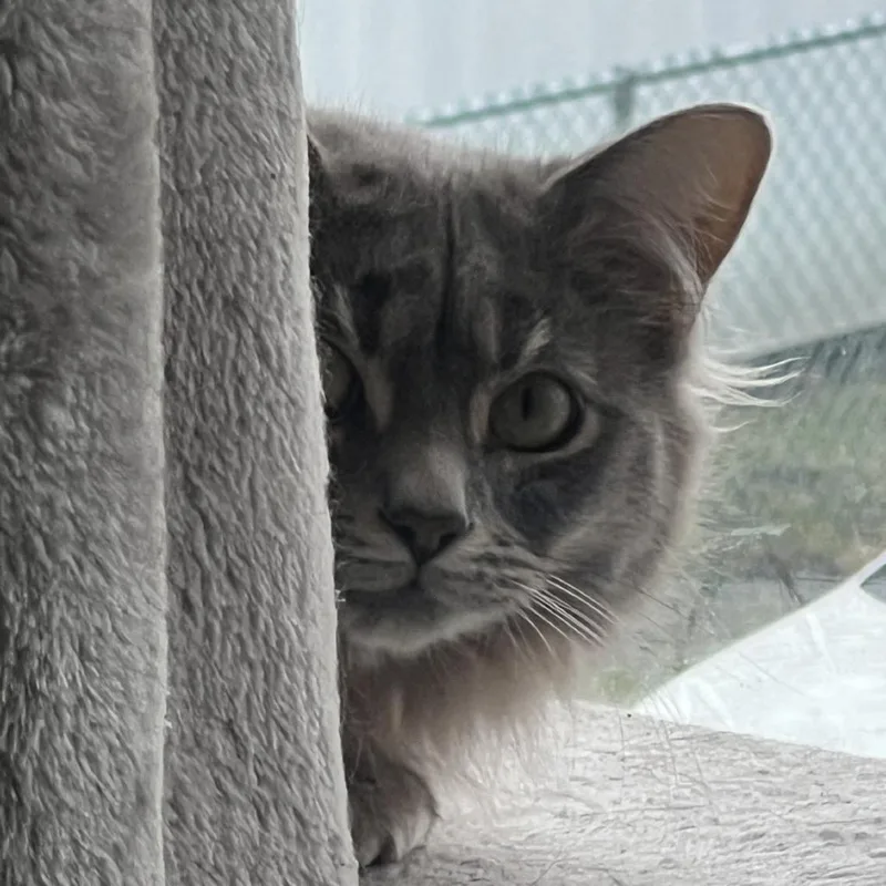 Miso  Home to thumbnail 2