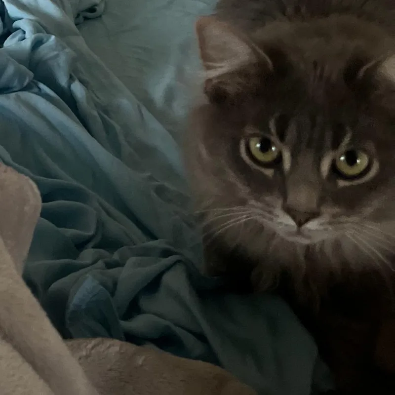 Miso  Home to thumbnail 3