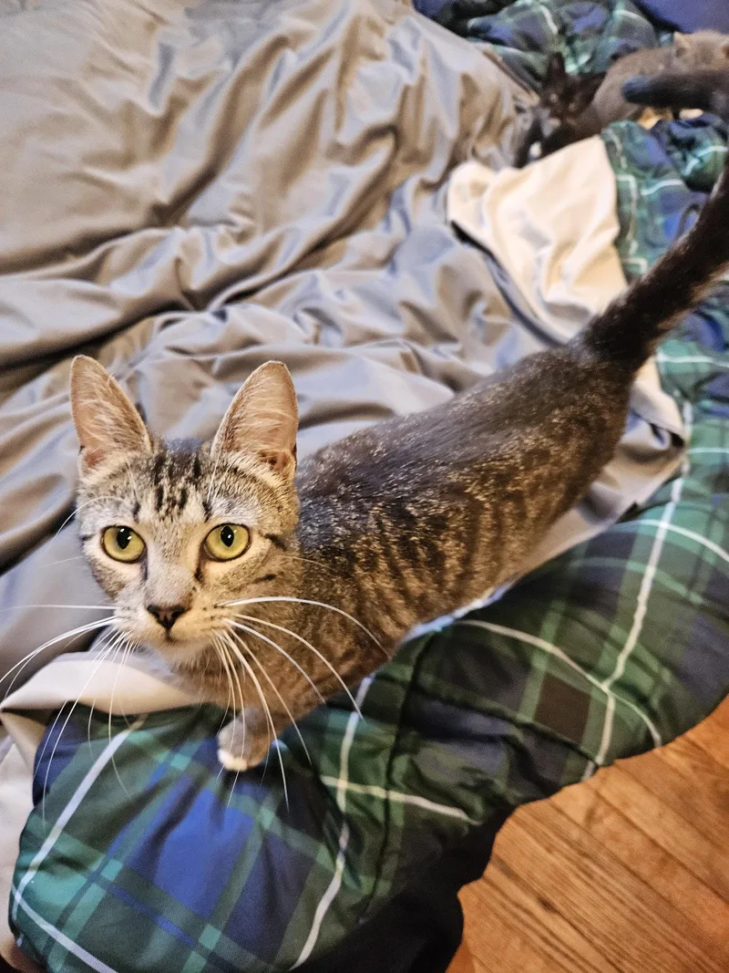 A young medium-sized female Domestic Short Hair cat named Allie for adoption in Holbrook, NY