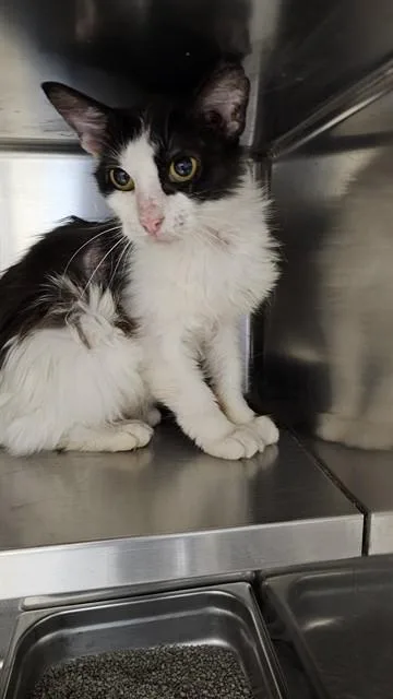 A young small-sized female Domestic Long Hair cat named A for adoption in Saint Peters, MO